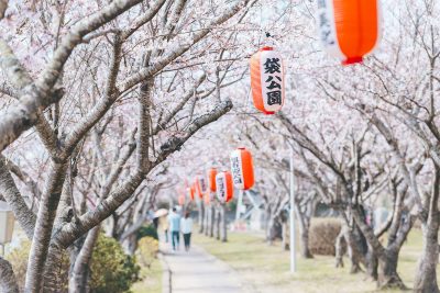 【4/1(月)-4/12(金)】袋公園桜まつりについて | 春のイベント