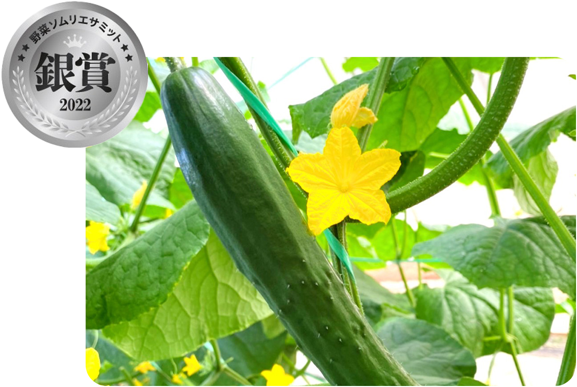 【野菜ソムリエサミット銀賞受賞】きゅうり・トマト | 奈良ファーム | ご当地グルメ