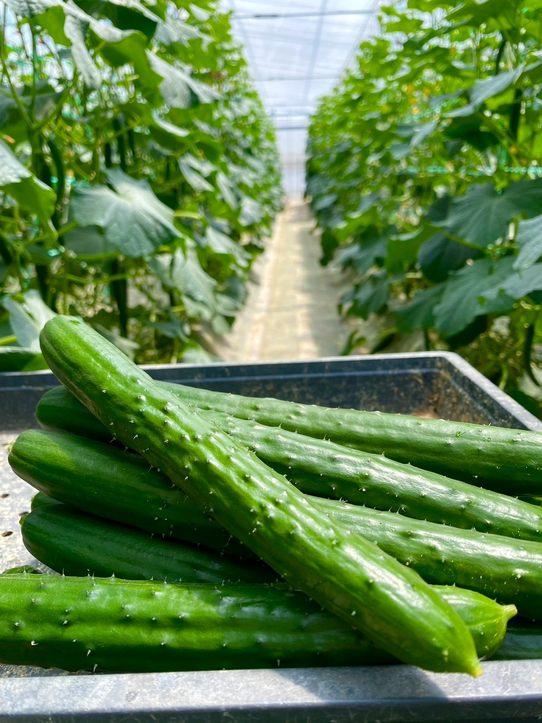 【野菜ソムリエサミット銀賞受賞】きゅうり・トマト | 奈良ファーム | ご当地グルメ